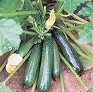 Gromax India Squash Green zucchini Seed Hybrid Long Zuchhini Vegetable Seeds Best For Home Gardening (Pack Of 20 Seeds)