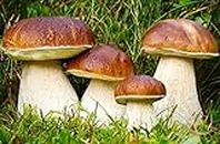 SeedsUP - 100+ Porcini Mushrooms Boletus Mycelium Spawn Spores - Mushroom Brown