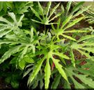 Fatsia polycarpa Green Fingers  Plant 30cm Plus 1 x 2 Litre Pot