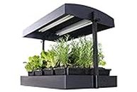 SunBlaster LED Indoor Growlight Garden, Home Growing Kit, Black, 1 Count (Pack of 1)