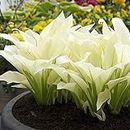 100pcs Hosta plantaginea Seeds Fragrant Plantain Flower Fire and Ice Shade White Lace Home Garden Ground Cover Plant Seed