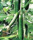 Three Mo Garden | Cucumber Seeds - Easy to Grow - Non-GMO Canada Vegetable Seeds for Planting Outdoor Home Garden Containers (Muncher (30 Seeds))