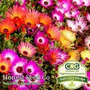 Color Mix Ice Plant Ground Cover Seeds | Fresh Garden Seeds