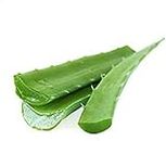 Shehri Kisaan® Fresh Aloe Vera Leaves Green Organic Leaf (1KG)