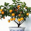 Haloppe 30Pcs Orange Fruit Seeds for Home Garden Planting, Delicious Edible Citrus Fruit Garden Mandarin Orange Bonsai Tree Seeds Semillas de Naranja