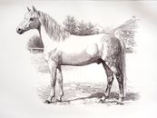 LIPIZZAN LIPIZZANER HORSE VINTAGE 1926 Book Print ILLUSTRATION HORSES
