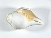 Divine Shoppe Shankha Blowing Conch for Lenth 3" to 4" Thickness 2" to 3" for Pooja