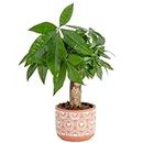 Costa Farms Money Tree, Small Easy to Grow Live Indoor Plant, Live Bonsai Houseplant in Cute Decor Plant Pot, Birthday, New House Gift, Plant Shelf or Tabletop Room Decor, 10-Inches Tall