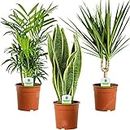 Indoor Plant Mix - 3 Plants - House/Office Live Potted Pot Plant Tree (Mix D - Sansevieria Laurentii, Chamaedorea Elegans & Dracaena Marginata)