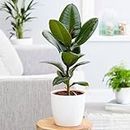 Rubber plant indoor live plant big size (Pack of 1)