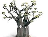Semi importati, 2 semiafricanos Baobab semi bonsái grande FAI da te qualità giardino di casa