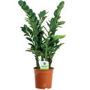 Zamioculca Zamiifolia - 1 Plant - House / Office Live Indoor Pot Plant Tree