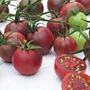 40 Chocolate Cherry Tomato Seeds for Planting