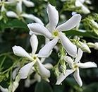 Star Jasmine 'Trachelospermum Rhynchospermum Jasminoides' Fragrant Flower Vine Plant