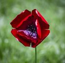 Hand-crafted Metal Poppy,indoors or outdoors. Fairly Traded.love Your Garden