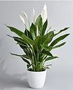 CAPPL Air Purifier Peace Lily Plant Spathiphyllum Air Purifying Live Indoor Plant with Flower Pot