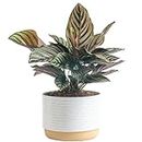 Costa Farms Calathea Live Plant, Easy to Grow Live Indoor Houseplant in Ceramic Plant Pot, Grower's Choice, Home and Room Decor, 1 Foot Tall