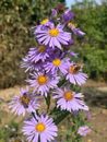 Aster Flower Live Plant Perennial ~ Violet / Purple ~ One Gallon Size