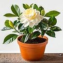 WingSong Gardenia/Gandharaj Live Plant - Fragrant Blooms Choice for gardens and indoor spaces with 4 Inches Pot