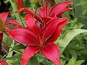 Flower Asiatic Lily Bulbs Plant Live Seeds Pack of 5 BY Zabbus Red Color