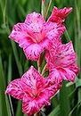 Radha Krishna Agriculture Imported Variety Gladiolus, Sword Lilly Flower bulbs Hybrid mix colour For Home Gardening pack of 6 flower bulbs