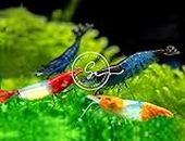 Swimming Creatures 10 Rili Mix Freshwater Neocaridina Aquarium Shrimps. Live Arrival Guarantee.