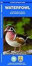 Waterfowl: A Field Guide to Native North American Species (Wildlife and Nature Identification)