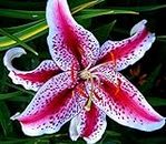 (3) Fragrant & Beautiful Flowering Stargazer Oriental Lily Bulbs, SeedsBulbsPlants&More
