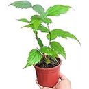 UGALOO® - Nyctanthes Arbor-tristis, Harsingar (हरसिंगार) Live Plant