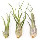Tillandsia Caput Medusae Air Plants - Wholesale Bulk - Succulent Terrarium Plant