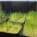 MicroGreens Sprouting & Vegetable Seeds USDA/TOC Organic - Non GMO