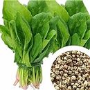 GROW DELIGHT Spinach (Palak/Poi Sagh) 1200 + Vegetable Seeds for Home Garden, Organic & Hybrid, Perfect for Home Gardening, Planting For Pots and Patio