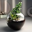 FlowerAura Decorative Air Purifying Jade & Sansevieria Live Terrarium Plants In Glass Pot For Living Room, Table Corner, Bedroom, Balcony, Office/Home Decoration (Same Day Delivery)