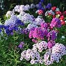 Dichmag 1000+ Phlox Seeds for Planting Mixed Color - Popstars Phlox Creeping Perennial Ground Cover - Annual Flower Seeds for Home and Garden, Blue