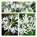Nerine Bowdenii Alba x 5 Flower Bulbs. White Bowden Lily
