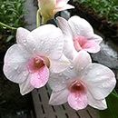 Florona Dendrobium Orchid Seedling Plants " White Orange Lip " 1 Helathy Live Plant Without Pot