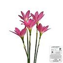 Udanta Seeds DL Zephyranthes Lily - Rain Lily Healthy Flower Bulbs for All Season Home Gardening Multi-Qty Pack (5 Bulbs, Pink)
