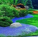 15000 Creeping Thyme Ground Cover Seeds for Planting - Magic Perennial Flower Landscaping Seeds for Garden