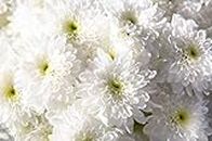 SRI SAI FORESTRY White Chrysanthemum Flower Seeds - Sevanti (For Home Garden, Terrace, Balcony, Home Decoration, All Season India)