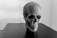 Large Skull Model