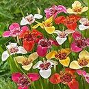 10 x Tigridia Mixed Bulbs – Brightly Coloured Exotic Looking Plants – Easy to Grow – Perennial – Mexican Shell Flower or Tiger Flower – for Your Beautiful Garden