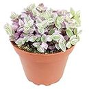 Callisia Repens 'Pink Lady' (Turtle Vine) (4" Grower Pot) - Live Pink Panther Houseplant - Colorful Indoor Plant for Home and Office Decoration