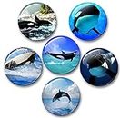 Merchandise for Fans Schwertwal Orca Killerwal Meerestiere - 6 große Kühlschrankmagnete [ 03 ]