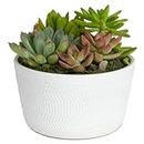 Costa Farms Live Succulent Garden Collection, Live Succulent Plants in Décor Pot, New House Plant Gift, Son, Room and Zen Garden Décor, 6-Inches Tall