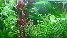 Exclusive Product - 50 Live Aquarium Plants Collection of Aquatic Plants for Your Fish Tank