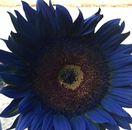 Navy Blue Sunflower Seeds Home Gardening Flower Garden Plant Seed FREE POST AUST