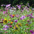 Wildflower Mix BUTTERFLY & HUMMINGBIRD Heirloom Flowers USA Non-GMO 1000+ Seeds!