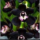 Vendita 50pcs Hot Rare orchidee Cymbidium, Cymbidiums semi africane, semi di bonsai di fiori, piante per giardino di casa 9: Only Seeds