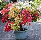 RADHA RANI PLANT HOUSE-Rare Multicolor Bougainvillea Live 1-Healthy Flower Plant 3 Colour (GRAFTED) for Home Garden Plant in Grow Bag, Plant Height 2 feet to 2.5 feet.