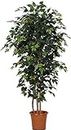 Ficus Elegance Benjamin Verde - Pianta Finta Albero Artificiale da Arredo Interno con Tronchi Naturali - Alto 150 cm